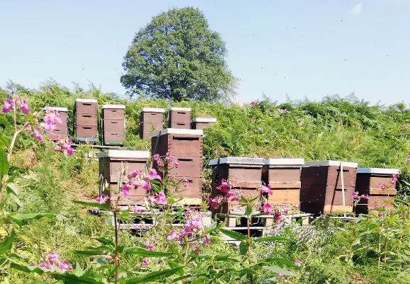 bienen-kraichgau Wachskreislauf